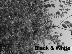 Ghosts camera - black & white photograph