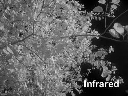 Infrared Ghosts Camera Photo