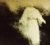 Jesus or Angel Photo?