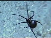 Scary Videos! Spider
