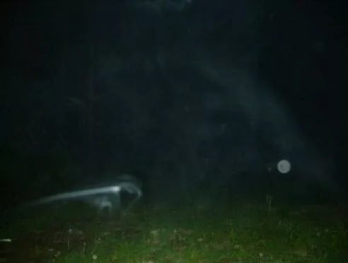 animal spirit ghost picture