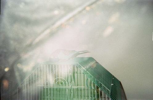 birdcage ghost picture