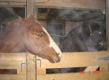 psychic horse ghost picture 