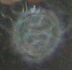 orb face