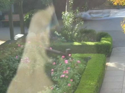 winchester house ghost picture