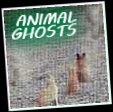 Animal Ghost Pictures