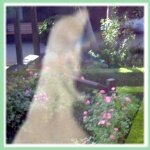 Best Ghost Photos: Winchester House