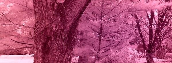 Infrared - White Balance: Pink