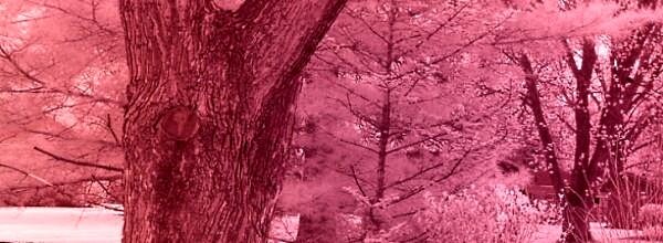 Infrared - White Balance: Red