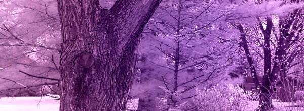 Infrared - White Balance: Purple
