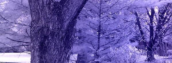 Infrared - White Balance: Blue