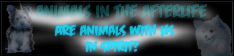Are Animals with us in the Afterlife?