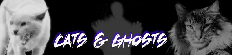 Can cats see ghosts?