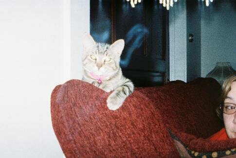 psychic reading cat ghost photo
