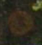 ppi ghost pic