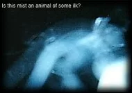 Animal Ghost Picture: Creature