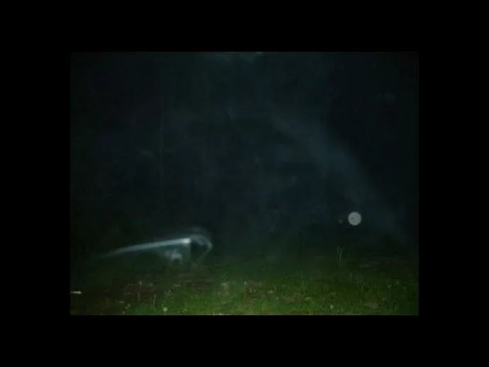 animal spirit ghost picture