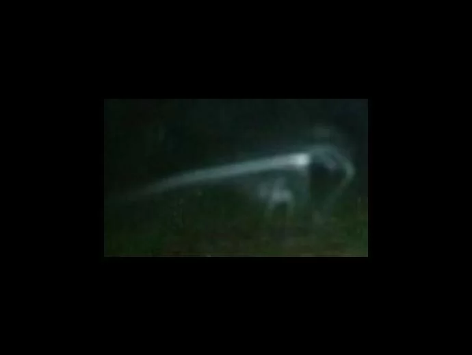 Close-up of the possible animal spirit?