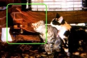 Distorted Cat Energy Photo