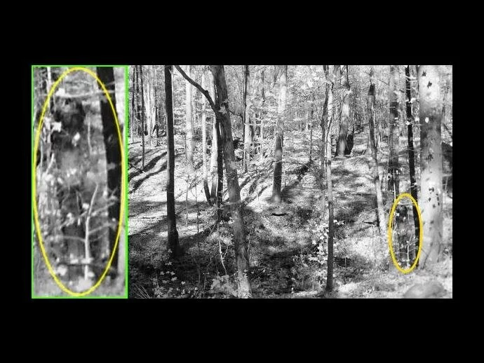 Is this a full spectrum apparition photographed in woods?