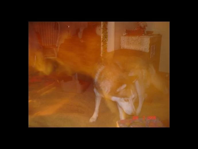 dog and ghost photo