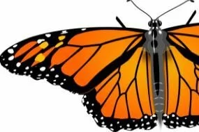 Miracle of the Monarch Butterfly