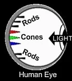 Peripheral Vision: The Rods & Cones