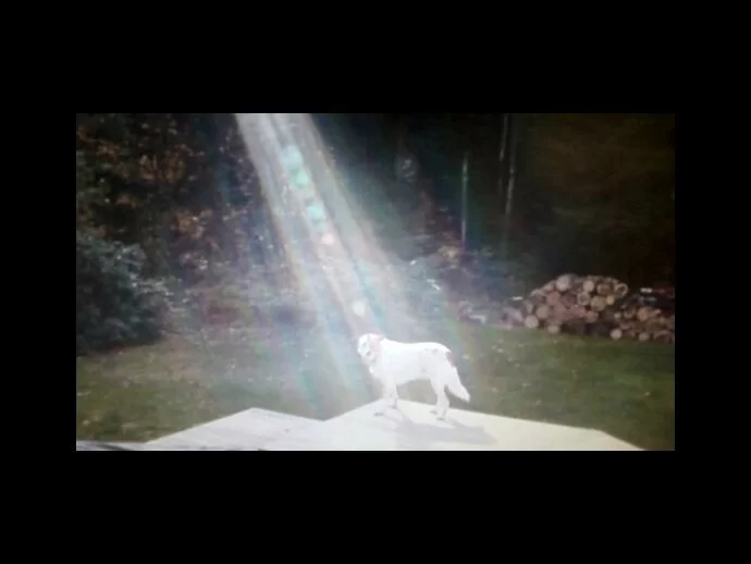 Soldier's light shines on his dog - is he an angel?