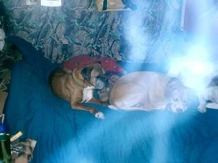 Spirit being with dogs on a bed...