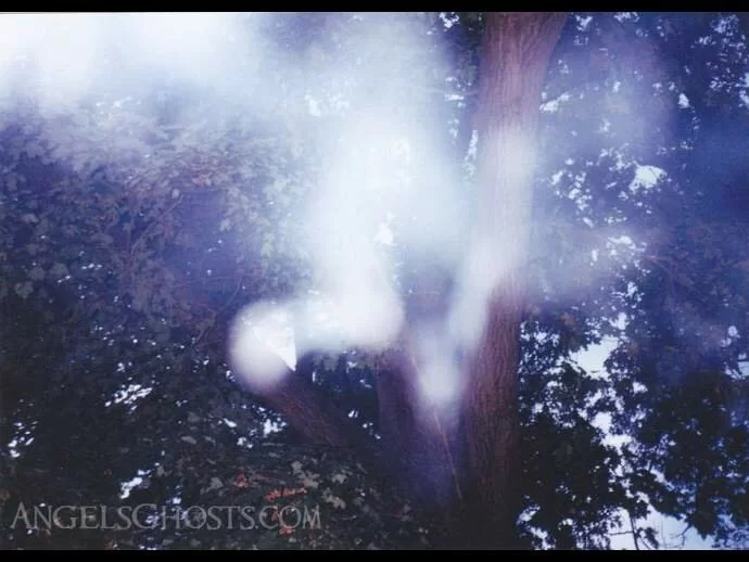 Tree Mist: Is it an angel?