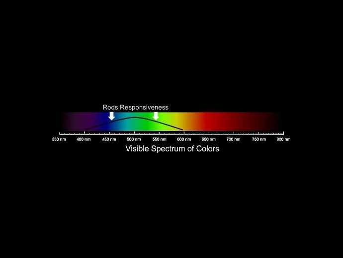 The Visible Light Spectrum & the Frequency Range of Rods (peripheral vision) Responsiveness