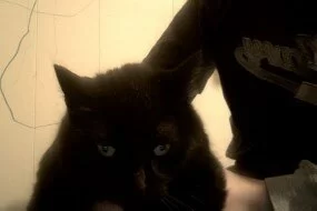 Yanein Ghost Story: Black Cat